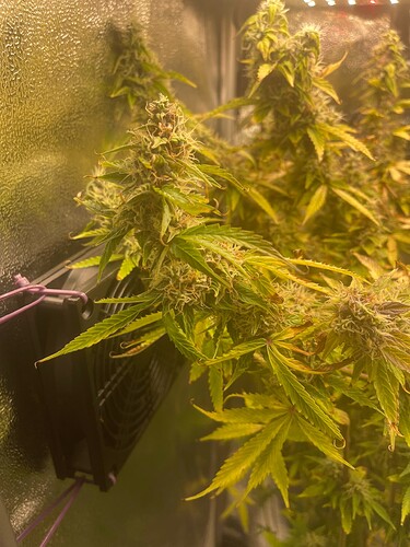 Growreport Bild 4