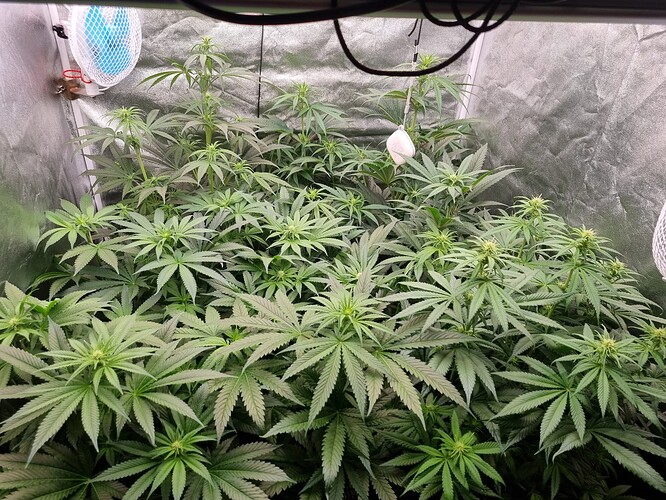 Growreport Bild 62