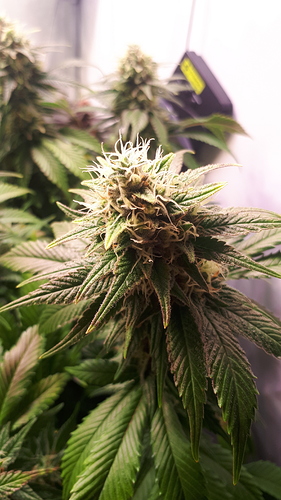 Growreport Bild 4