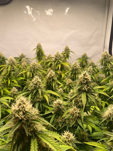 Growreport Bild 4