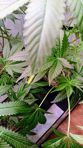 Growreport Bild 6
