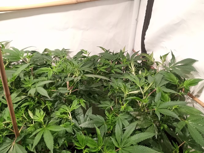 Growreport Bild 46