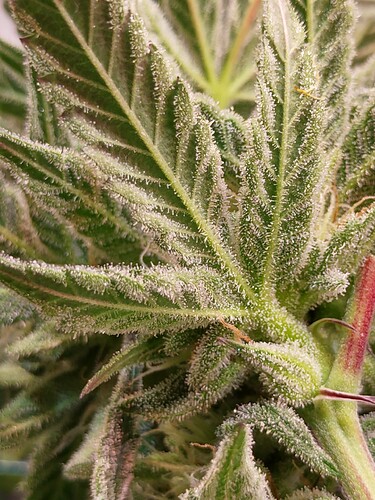 Growreport Bild 5