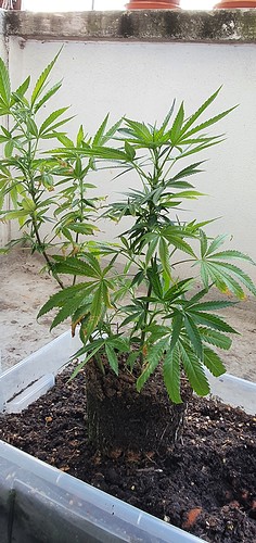 Growreport Bild 17