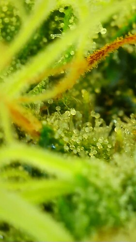 Growreport Bild 5