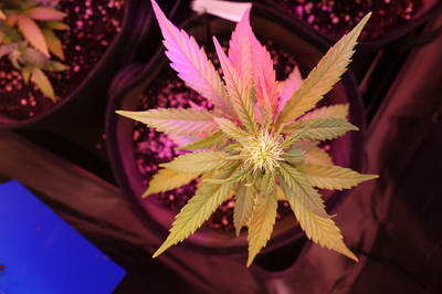 Growreport Bild 63
