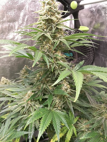 Growreport Bild 2