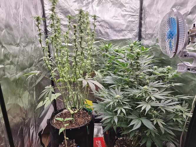 Growreport Bild 34