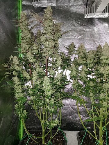Growreport Bild 16