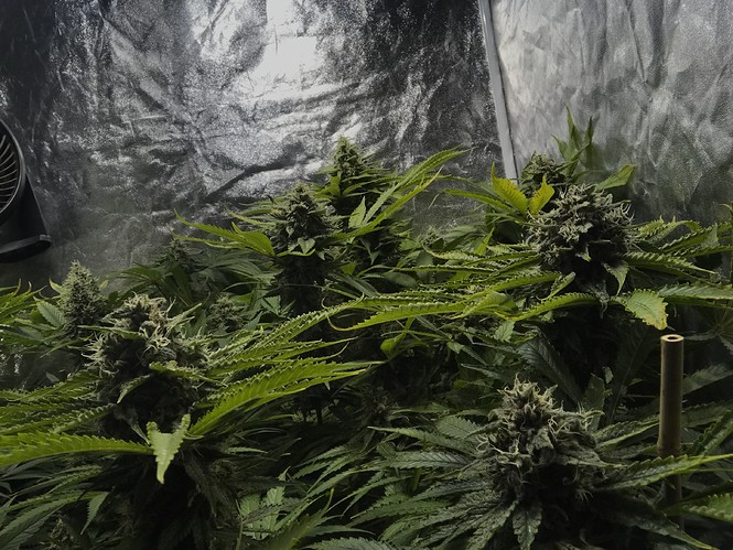 Growreport Bild 5