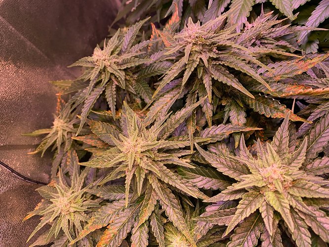 Growreport Bild 12