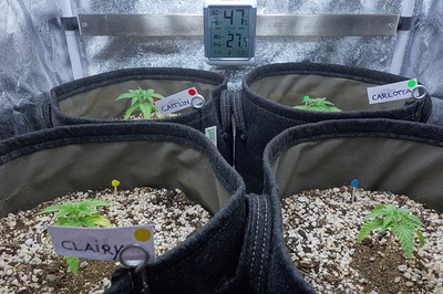Vier junge Cannabispflanzen in Stofftöpfen, jede mit einem Namensschild versehen (Clairy, Caitlin, Carlotta und eine unbenannte). Ein Hygrometer zeigt 47% Luftfeuchtigkeit und 27,5°C an.