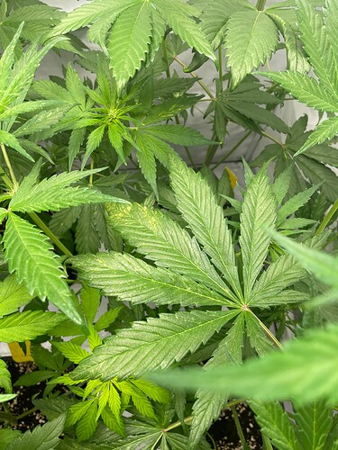 Growreport Bild 7
