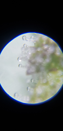 Growreport Bild 7