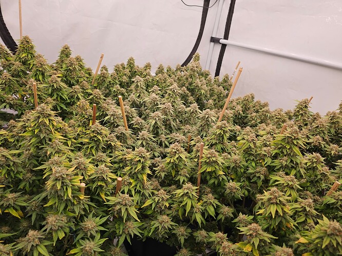 Growreport Bild 5
