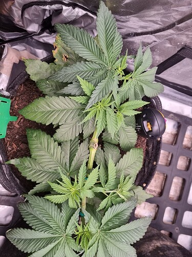 Growreport Bild 24