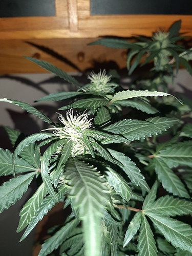 Growreport Bild 12