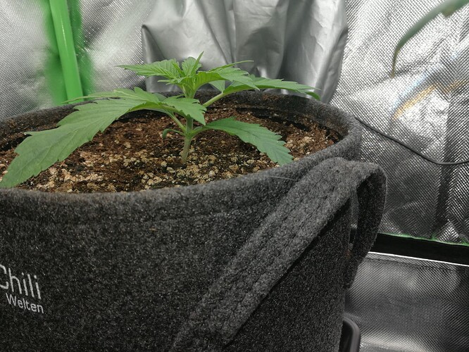 Growreport Bild 137