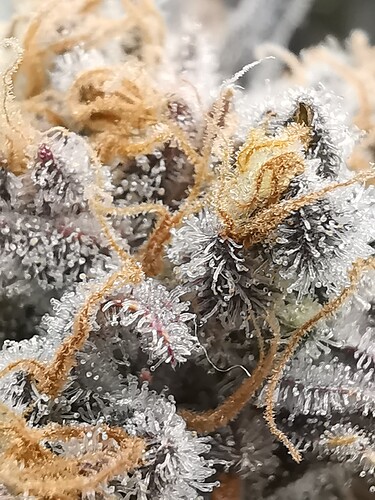 Growreport Bild 39