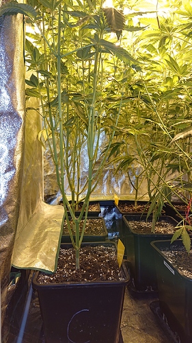 Growreport Bild 6