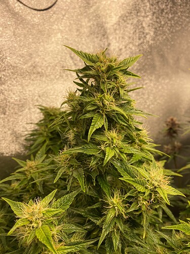 Growreport Bild 5