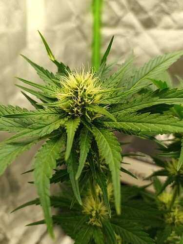 Growreport Bild 6