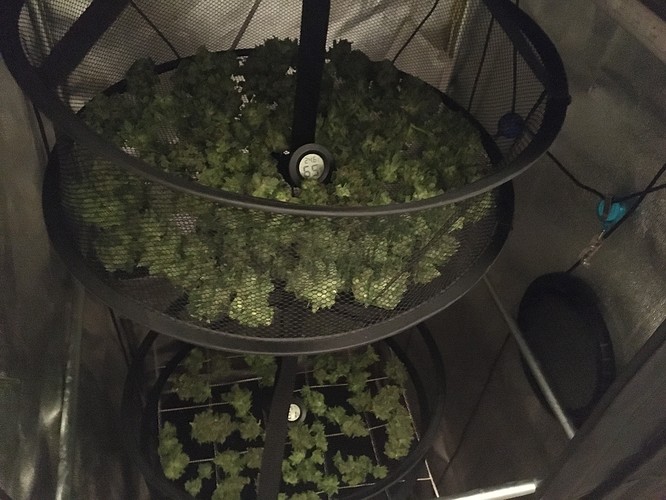 Growreport Bild 6