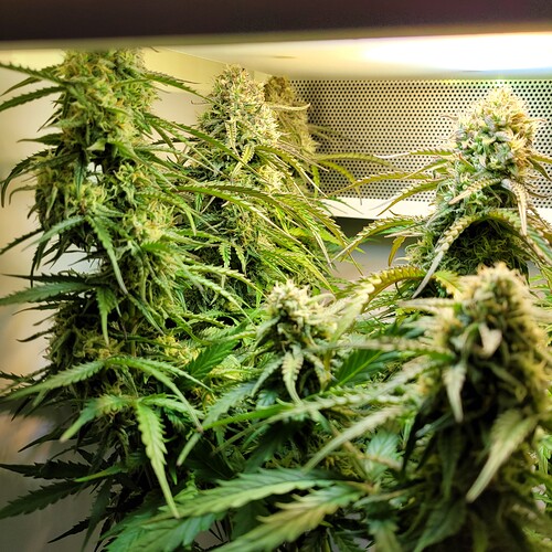 Growreport Bild 3