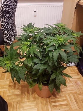 Growreport Bild 6