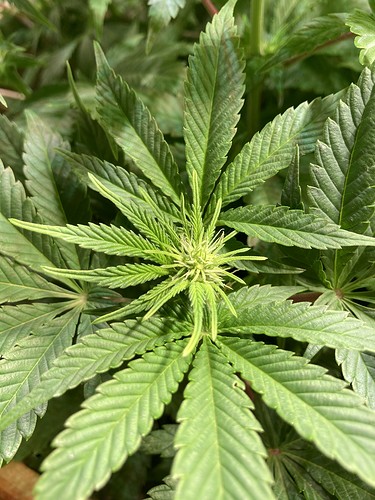 Growreport Bild 15