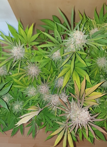 Growreport Bild 3
