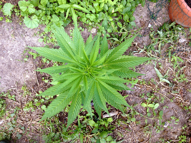 Growreport Bild 6