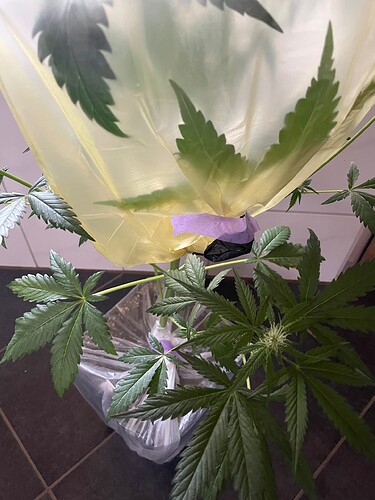 Growreport Bild 9