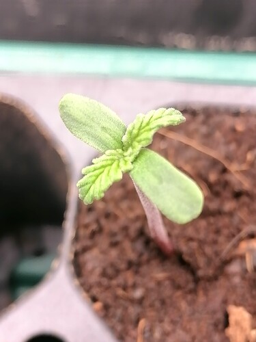 Growreport Bild 26