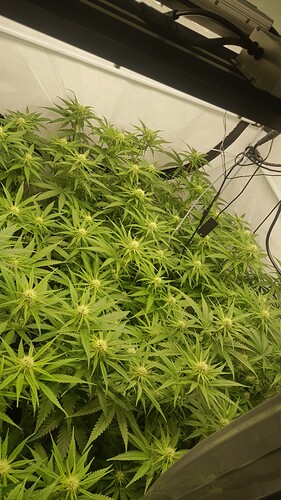 Growreport Bild 12