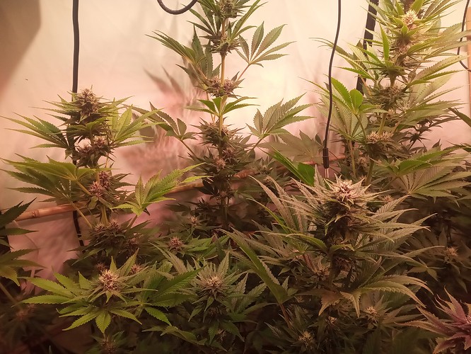 Growreport Bild 66