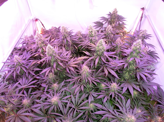 Growreport Bild 2