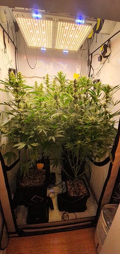 Growreport Bild 4