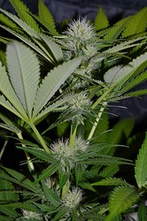 Growreport Bild 8