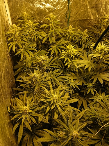 Growreport Bild 8