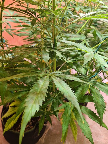 Growreport Bild 16