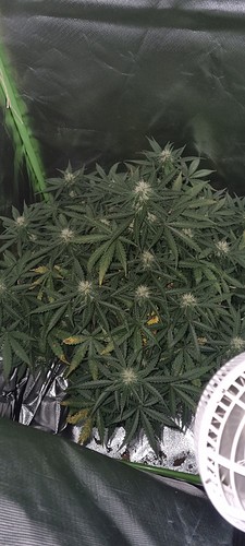 Growreport Bild 1
