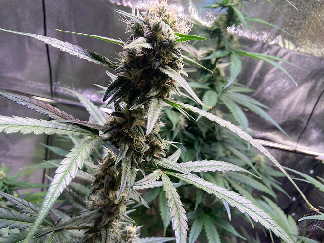 Growreport Bild 9