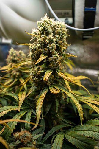 Growreport Bild 16