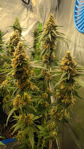 Growreport Bild 9