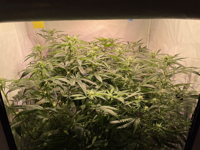 Growreport Bild 3