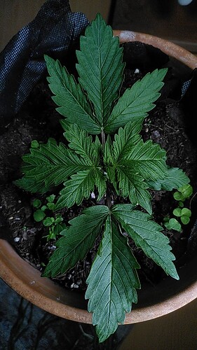 Growreport Bild 3