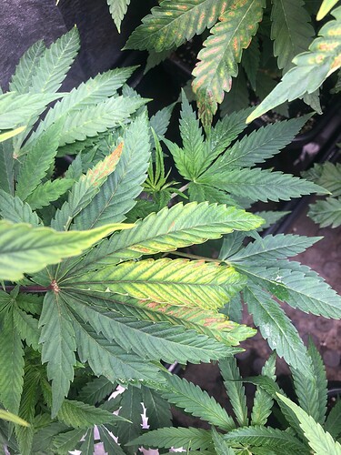 Growreport Bild 3