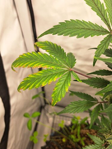 Growreport Bild 12