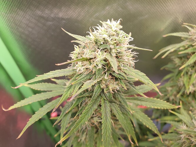 Growreport Bild 5